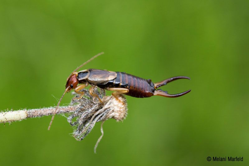 Schwegler Ohrwurm-Schlafröhre – 3er-Set Nisthilfe für natürliche Schädlingsbekämpfung