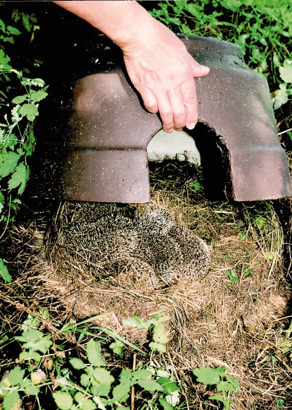 Schwegler Igelkuppel mit Isolierboden – sicheres Igelhaus für Garten & Überwinterung
