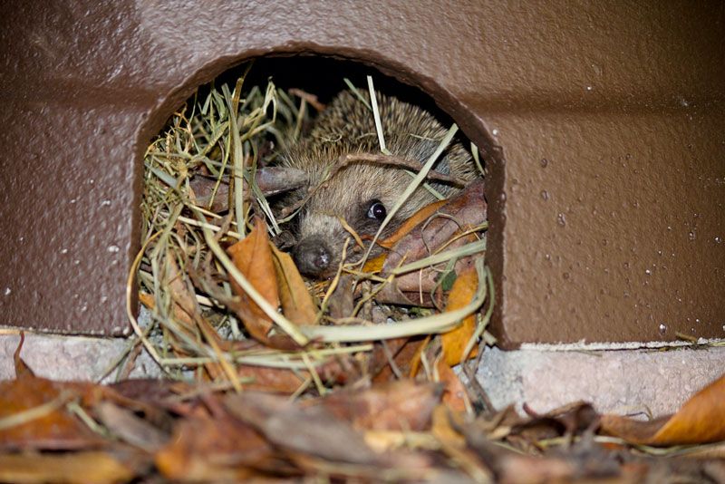 Schwegler Igelkuppel mit Isolierboden – sicheres Igelhaus für Garten & Überwinterung