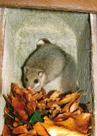 Schwegler Schläferkobel 1KS – Ganzjahresquartier für Bilche & Haselmaus