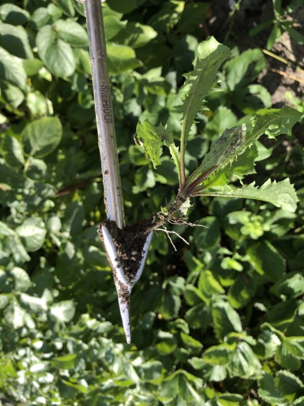 Sneeboer Wrotter Hochbeet – Präzises Unkrautentfernungswerkzeug (78 cm)