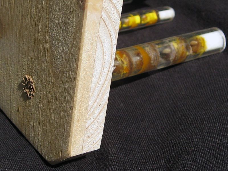 Schwegler Insektennisthaus zur Beobachtung – transparente Nisthilfe für Wildbienen & Wespen